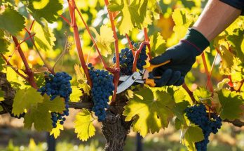 tailler la vigne efficacement