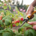 raspberry pruning for abundance